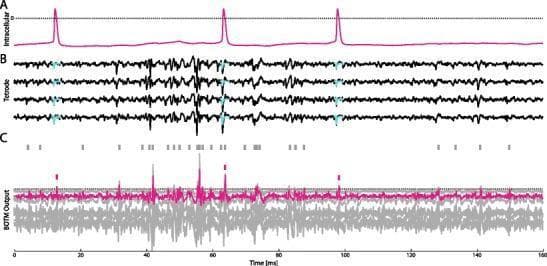 This figure presents a neurophysiological comparison between intracellular and extracellular recordings used for evaluating the Bayesian Optimal Template Matching (BOTM) spike-sorting algorithm. Panel A shows an intracellular recording (magenta trace) of a single neuron over 160 ms, displaying three distinct action potentials (spikes). Panel B displays simultaneous extracellular recordings from a four-channel tetrode, with cyan overlays indicating spike-triggered average templates corresponding to the target neuron's intracellular spikes. Panel C illustrates the BOTM output, where multiple traces represent discriminant functions for putative neurons. The target neuron is highlighted in magenta, while others are in gray. A horizontal dotted line indicates the detection threshold. Vertical ticks above the traces signify the final sorting output (magenta for the target, gray for others), demonstrating the algorithm's ability to correctly classify spikes and resolve overlaps in complex multichannel neural data.