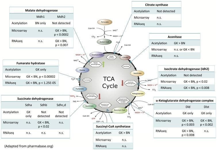 This pathophysiology diagram illustrates the integration of transcriptomic and proteomic data within the Tricarboxylic Acid (TCA) cycle, comparing diabetic Goto-Kakizaki (GK) and Brown Norway (BN) rat livers. The central circular diagram depicts the metabolic intermediates of the Krebs cycle, including Citrate, Isocitrate, Ketoglutarate, Succinyl-CoA, Succinate, Fumarate, Malate, and Oxaloacetate. Surrounding tables provide comparative data for key enzymes: Citrate Synthase, Aconitase, Isocitrate Dehydrogenase (Idh2), alpha-Ketoglutarate Dehydrogenase complex (Dld/Dlst), Succinyl-CoA synthetase, Succinate Dehydrogenase (Sdha/b/c/d), Fumarate Hydratase, and Malate Dehydrogenase (Mdh1/2). Each table details acetylation levels, microarray expression, and RNA sequencing results. Vertical arrows within the cycle indicate the impact of acetylation on enzyme activity: a green upward arrow for Malate Dehydrogenase denotes activation, while red downward arrows for Isocitrate Dehydrogenase and Succinate Dehydrogenase denote inhibition. This medical infographic serves as a model for systems-level analysis of metabolic regulation, specifically highlighting how post-translational modifications and mRNA expression levels differ in a diabetic state versus a control.