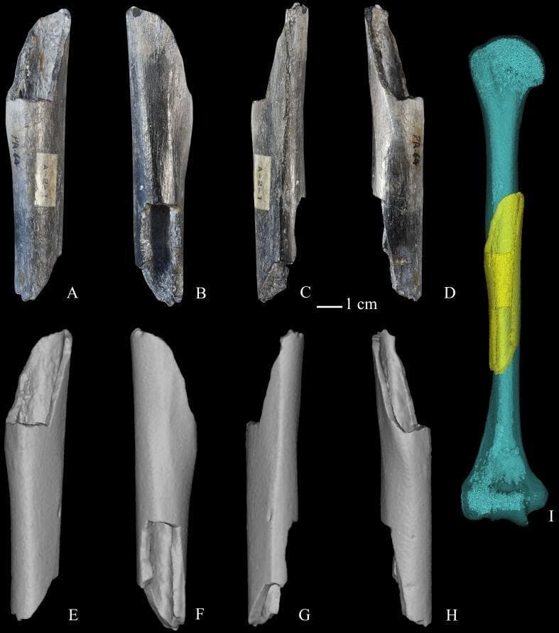 This plate presents comparative anatomical and paleoanthropological visual data of a partial right humeral shaft (PA64, Humerus III) from Zhoukoudian, attributed to Homo erectus. (A-D) display clinical photographs of the original fossil fragment in anterior, posterior, medial, and lateral views, respectively. The fossil exhibits a mineralized, striated texture with gray-to-brownish staining and irregular fractures at the proximal and distal ends. Visible museum labels are present on the anterior and lateral surfaces. (E-H) show the corresponding virtual 3D reconstructions derived from high-resolution scanning, emphasizing the midshaft cylindrical morphology and cortical surface contours in a uniform gray rendering. Image (I) provides a composite anatomical model: a yellow volume rendering of Humerus III is superimposed onto a blue mirrored cast of Humerus II, illustrating the anatomical positioning of the fragment along the humeral diaphysis. The midshaft region demonstrates significant cortical thickness and robusticity, key features for biomechanical analysis of upper limb loading in ancestral hominins.