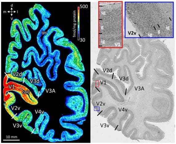Educational comparison of neighboring coronal sections through the human occipital lobe, illustrating neuroanatomical architecture and molecular mapping. The left image is a receptor autoradiograph showing the distribution of cholinergic muscarinic M2 receptors. Density is represented by a pseudocolor scale (30–500 fmol/mg protein), with red/orange indicating high density in the primary visual cortex (V1), while areas such as V2d, V2v, V3d, V3A, and V4v show lower densities in green and blue. The right image is a corresponding cell body stained section (Nissl stain) displaying cytoarchitecture. Key landmarks like the calcarine sulcus (calc) and intraparietal sulcus (ips) are labeled. High-magnification insets (red and blue boxes) detail the laminar organization of V1 and V2v, distinguishing the supragranular (sg), granular (g), and infragranular (ig) strata. This visualization demonstrates how high-resolution histological staining is used to define cortical layer borders for subsequent mapping of receptor density profiles across specialized functional visual areas.