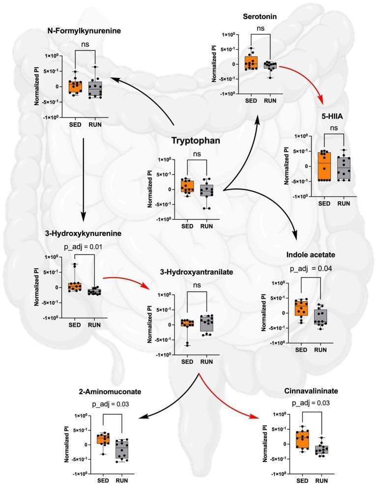 This pathophysiology diagram illustrates the metabolic pathways of Tryptophan (TRP) in the gut, comparing Sedentary (SED) and Running (RUN) experimental groups. The visual integrates a biochemical flowchart with individual bar plots for key metabolites, set against an anatomical background of the intestinal tract. The central TRP node branches into three primary pathways: the kynurenine pathway (leading to N-Formylkynurenine, 3-Hydroxykynurenine, 2-Aminomuconate, and 3-Hydroxyantranilate), the serotonin pathway (leading to Serotonin and 5-HIIA), and the indole pathway (leading to Indole acetate and Cinnavalininate). Each metabolite is accompanied by a normalized peak intensity (PI) box plot. Red arrows denote direct conversions, while black arrows indicate multi-step pathways. Statistically significant decreases in the RUN group (indicated by p_adj < 0.05) are observed for 3-Hydroxykynurenine, 2-Aminomuconate, Indole acetate, and Cinnavalininate. TRP, Serotonin, 5-HIIA, and 3-Hydroxyantranilate show no significant (ns) change. This image demonstrates the impact of physical exercise on gut microbial metabolism and neuroactive metabolite homeostasis.