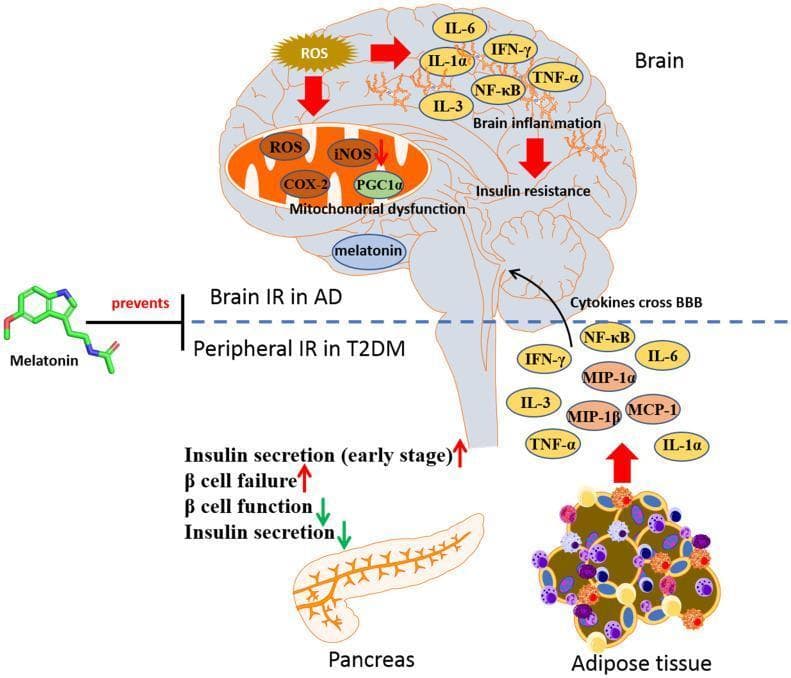 A medical pathophysiology diagram illustrating the link between peripheral insulin resistance (IR) in Type 2 Diabetes Mellitus (T2DM) and brain insulin resistance in Alzheimer's Disease (AD), highlighting the protective role of melatonin. The diagram is split into two sections by a dotted line representing the blood-brain barrier (BBB). The lower section depicts peripheral mechanisms including adipose tissue releasing pro-inflammatory cytokines (IL-1α, TNF-α, IL-3, IFN-γ, MCP-1, MIP-1α, MIP-1β, and NF-κB) and pancreatic alterations (early stage hyperinsulinemia followed by beta-cell failure and decreased insulin secretion). These peripheral cytokines are shown crossing the BBB into the brain. The upper section illustrates central effects: neuroinflammation characterized by IL-6 and TNF-α, mitochondrial dysfunction involving ROS, iNOS, COX-2, and PGC1α, and subsequent brain IR. A molecular structure of melatonin is shown on the left, indicated as an agent that 'prevents' the progression from peripheral IR to central neurodegeneration by targeting insulin signaling pathways.