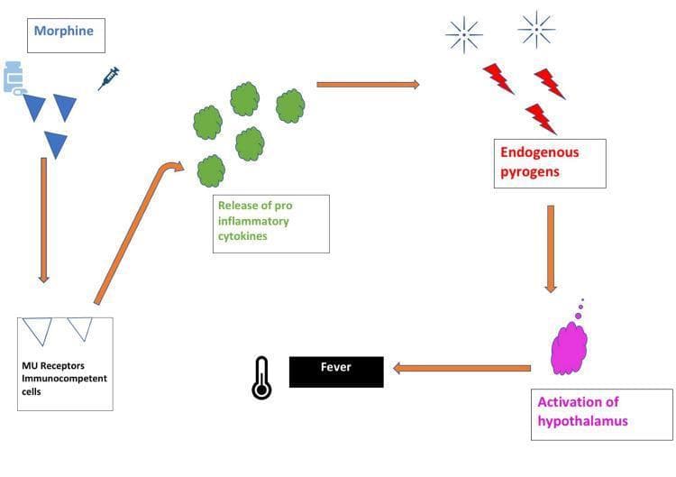 This pathophysiology diagram illustrates the biological mechanism of opioid-induced fever. The pathway is depicted as a series of steps connected by orange directional arrows. It begins with morphine (represented by blue triangles, a pill bottle, and a syringe icon) binding to Mu (μ) receptors on immunocompetent cells. This interaction triggers the release of pro-inflammatory cytokines, visualized as green spherical clusters. These cytokines promote the production of endogenous pyrogens, depicted by red lightning bolts and sunburst icons. The pyrogens act upon the central nervous system, specifically leading to the activation of the hypothalamus (shown as a purple anatomical cloud). The final physiological outcome is fever, symbolized by a black box labeled 'Fever' and a clinical thermometer icon. This schematic is designed for medical education to explain the rare adverse effect where opioids bypass typical thermoregulation to induce a febrile state via immune system mediation.