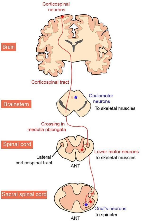 This medical anatomical diagram illustrates the organization of the human corticospinal tract and the selective vulnerability of motor neuron (MN) groups in Amyotrophic Lateral Sclerosis (ALS). The diagram follows the tract's descent through four anatomical levels: the Brain (cortex), Brainstem, Spinal Cord, and Sacral Spinal Cord. The pathway begins at upper motor neurons (corticospinal neurons) and descends through the brainstem, where it exhibits decussation at the medulla oblongata before continuing as the lateral corticospinal tract. The diagram highlights three specific targets: oculomotor neurons in the brainstem (innervating skeletal muscles), lower motor neurons in the spinal cord ventral horn, and Onuf's neurons in the sacral spinal cord (innervating sphincters). A color-coding scheme distinguishes neurodegeneration patterns: neurons labeled in red (corticospinal and typical lower motor neurons) represent groups vulnerable to degeneration in ALS, while those in blue (oculomotor and Onuf's neurons) represent groups characteristically resistant to the disease. The cross-sections of the spinal cord are labeled with 'ANT' to indicate anterior orientation.