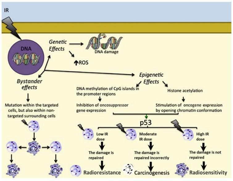 This pathophysiology diagram illustrates the biological responses of human cells to ionizing radiation (IR), categorized into three primary pathways: Genetic, Epigenetic, and Bystander effects. The Genetic pathway highlights direct DNA damage and increased reactive oxygen species (ROS). The Epigenetic pathway details mechanisms such as DNA methylation of CpG islands (leading to inhibition of oncosuppressor genes) and histone acetylation (leading to oncogene stimulation through chromatin opening). These pathways converge on the p53 tumor suppressor protein, which mediates cellular outcomes based on radiation intensity. A 'Low IR dose' results in effective DNA repair and radioresistance; a 'Moderate IR dose' causes incorrect repair, leading to carcinogenesis; and a 'High IR dose' prevents repair entirely, resulting in radiosensitivity and cell death. The Bystander effects pathway demonstrates how radiation induces mutations not only in targeted cells but also in non-targeted surrounding cells, contributing to genomic instability. This diagram is designed for intermediate to advanced medical education regarding radiobiology, molecular oncology, and clinical radiation therapy principles.