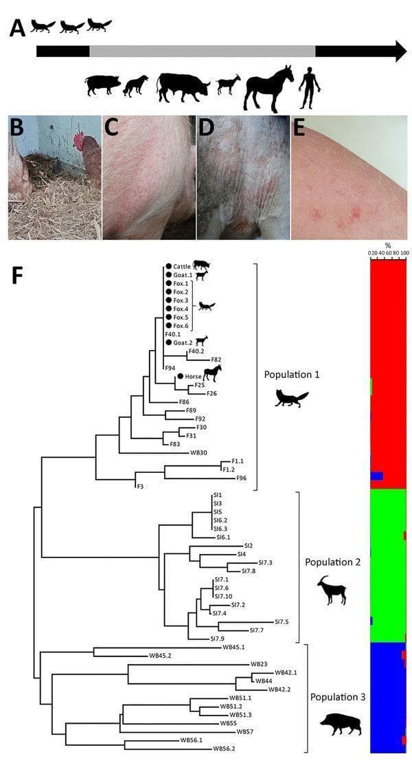 This composite educational resource illustrates a zoonotic outbreak of sarcoptic mange (Sarcoptes scabiei). The figure includes a timeline (A) showing cross-species transmission from foxes to livestock (pigs, oxen, goats, horses) and humans. Clinical photographs (B-E) demonstrate varied manifestations of the infestation: severe hyperkeratosis and lethargy in a red fox (B); erythematous papules on the shoulder and thorax of a pig (C); localized alopecia and erythema in the perineal region of an ox (D); and pruritic erythematous papules on the forearm of a teenage girl (E), characteristic of human scabies acquired from animal contact. A genetic component (F) features a neighbor-joining tree and multilocus microsatellite bar plot, providing molecular evidence of mite population clustering. The content highlights the clinical signs of sarcoptic mange across different hosts and the use of molecular epidemiology to trace transmission pathways in a shared farm environment. It serves as a study aid for dermatology, infectious disease, and public health veterinary medicine.
