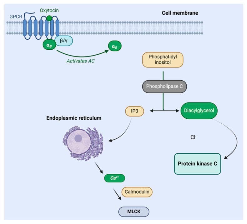 A pathophysiology diagram illustrating the oxytocin signaling pathway within a cell. The mechanism begins at the cell membrane where oxytocin binds to a G protein-coupled receptor (GPCR). This binding triggers the G-protein subunits (αs and β/γ), leading to the activation of adenylyl cyclase (AC). Downstream, phospholipase C (PLC) catalyzes the conversion of phosphatidylinositol into two secondary messengers: diacylglycerol (DAG) and inositol triphosphate (IP3). DAG is shown activating protein kinase C (PKC). Simultaneously, IP3 interacts with the endoplasmic reticulum, prompting the release of calcium ions (Ca2+). These calcium ions bind to calmodulin, which subsequently activates myosin light chain kinase (MLCK). This biochemical cascade is fundamental to understanding myometrial contraction and milk ejection. The diagram uses standard medical icons and labels to represent intracellular components and molecular interactions, suitable for undergraduate to advanced medical education.