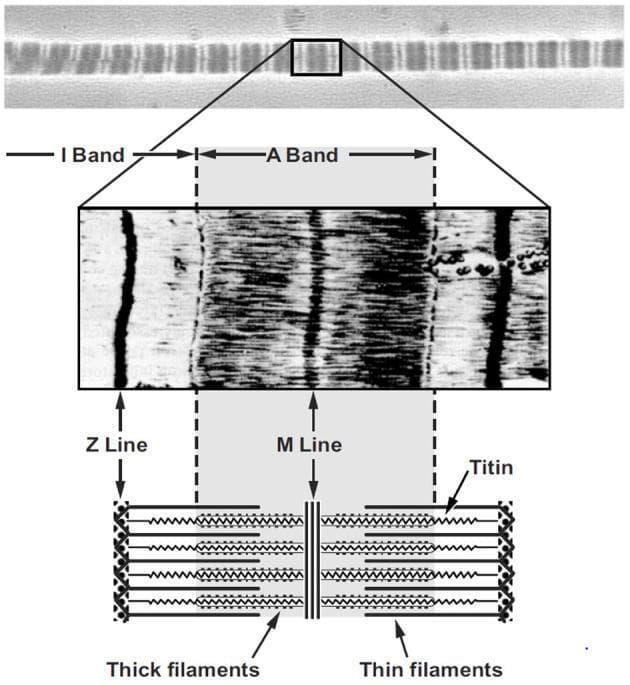 This composite educational graphic illustrates the microanatomy of skeletal muscle fibers across three levels of magnification. The top panel features a high-resolution micrograph of a single myofibril, displaying characteristic dark A-bands and light I-bands in a repeating transverse striation pattern. The middle panel provides a magnified view of a single sarcomere unit, identifying key vertical landmarks: the Z-line (defining sarcomere boundaries), the central M-line, and the horizontal alignment of contractile proteins. The bottom panel is a labeled schematic diagram correlating the visual findings with molecular structures. It depicts the thick filaments (myosin) at the center anchored by the M-line, and thin filaments (actin) extending from the Z-lines. The spring-like protein titin is shown tethering the thick filaments to the Z-line. This multi-modal representation serves to teach the relationship between visible light/electron microscopy patterns and the underlying sliding filament theory of muscle contraction, relevant to physiology and histology.