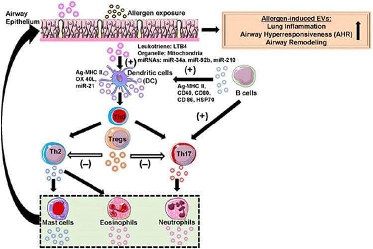 This pathophysiology diagram illustrates extracellular vesicle (EV)-mediated signaling within the lung microenvironment during allergic asthma. The schematic shows how allergen exposure triggers the Airway Epithelium to release EVs containing Leukotriene LTB4, mitochondria, and miRNAs (miR-34a, miR-92b, miR-210) to stimulate Dendritic Cells (DCs). These DCs, alongside B cell-derived EVs (carrying Ag-MHC II, CD40, CD80, CD86, and HSP70), promote the activation of naïve T cells (Th0). The Th0 cells differentiate into Th2, Th17, and Regulatory T cells (Tregs). A key regulatory pathway is shown where Treg-derived EVs inhibit Th2 and Th17 responses (indicated by '-' symbols). Th2 and Th17 cells release EVs that activate effector cells, including Mast cells, Eosinophils, and Neutrophils. The resulting phenotypic changes culminate in increased lung inflammation, airway hyperresponsiveness (AHR), and airway remodeling. The diagram utilizes arrows to denote communication flow, with (+) indicating promotion/maturation and (-) indicating inhibition, highlighting the complex immune crosstalk in asthma pathogenesis.