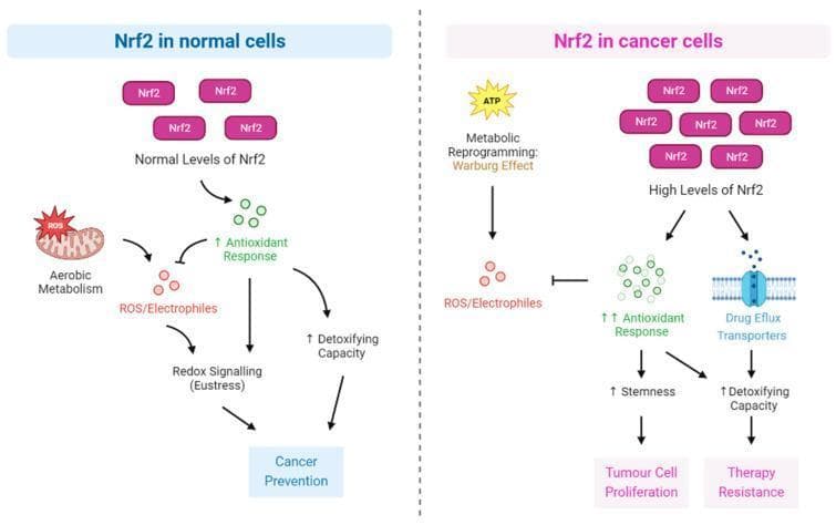 This pathophysiology diagram compares the role of the Nrf2 (nuclear factor erythroid 2-related factor 2) signaling pathway in normal versus cancer cells. The left panel shows that in normal cells, aerobic metabolism produces moderate reactive oxygen species (ROS)/electrophiles. Normal levels of Nrf2 activate an antioxidant response that maintains redox signaling (eustress) and enhances detoxifying capacity, ultimately contributing to cancer prevention. The right panel illustrates a pathological state in cancer cells characterized by the 'Warburg Effect' (metabolic reprogramming) and high levels of Nrf2. In this context, constitutively high Nrf2 significantly upregulates the antioxidant response, which suppresses ROS. However, this dysregulation also activates drug efflux transporters and promotes stemness, leading to increased detoxifying capacity, tumor cell proliferation, and therapy resistance. The diagram uses flow arrows to represent the progression from metabolic triggers to clinical outcomes, highlighting how a cytoprotective pathway is co-opted for malignancy and chemoresistance.