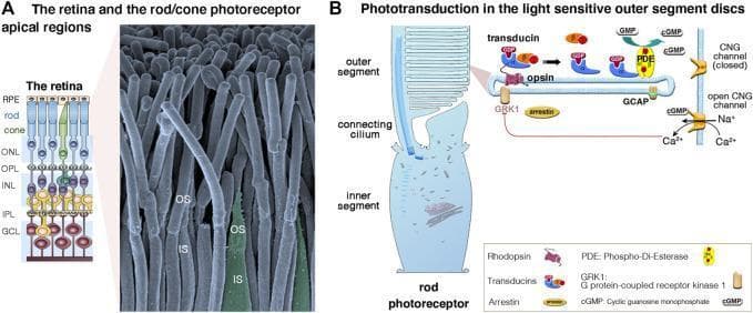 This educational composite focuses on the microanatomy and pathophysiology of retinal photoreceptor cells. Panel A includes a cross-sectional retinal diagram and a high-magnification scanning electron micrograph (SEM). The diagram identifies the laminated structure of the neuroretina, including the retinal pigment epithelium (RPE), outer nuclear layer (ONL), inner nuclear layer (INL), and ganglion cell layer (GCL). The corresponding SEM provides a detailed view of rod and cone apical compartments, showing densely packed, cylindrical outer segments (OS) and wider inner segments (IS) separated by the connecting cilium. Panel B presents a schematic of a rod photoreceptor, detailing the phototransduction cascade within the outer segment's membrane discs. Key molecular components illustrated include rhodopsin (opsin), transducin (G-protein), cGMP phosphodiesterase (PDE), and cGMP-gated channels (CNG). The diagram demonstrates the light-activated biochemical pathway that converts cGMP to GMP, leading to the closure of CNG channels and the regulation of sodium (Na+) and calcium (Ca2+) influx, which governs photoreceptor hyperpolarization and visual signaling.