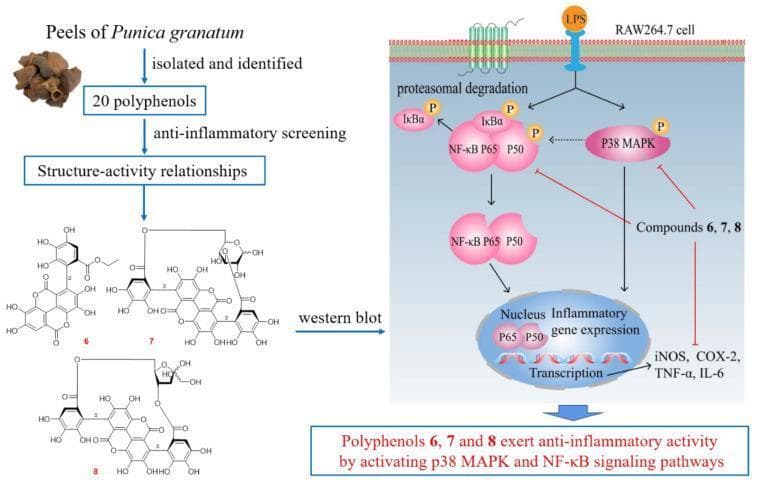 This medical illustration depicts a pharmacological investigation into the anti-inflammatory properties of polyphenols derived from Punica granatum (pomegranate) peels. The left side outlines the experimental workflow: isolation of 20 polyphenols, anti-inflammatory screening, and structure-activity relationship (SAR) analysis of specific compounds (labeled 6, 7, and 8). The right side presents a pathophysiology diagram of an LPS-induced inflammatory response in a RAW264.7 macrophage cell. It shows Lipopolysaccharide (LPS) binding to a surface receptor, triggering two primary signaling cascades: the NF-κB pathway (involving IκBα phosphorylation and proteasomal degradation, followed by NF-κB P65/P50 translocation) and the p38 MAPK pathway. The diagram demonstrates that compounds 6, 7, and 8 exert anti-inflammatory effects by inhibiting the phosphorylation of these pathways. This inhibition results in reduced nuclear transcription of inflammatory gene markers, specifically iNOS, COX-2, TNF-α, and IL-6. This visual is designed for advanced pharmacology or immunology education, focusing on therapeutic mechanism of action and cell signaling modulation.