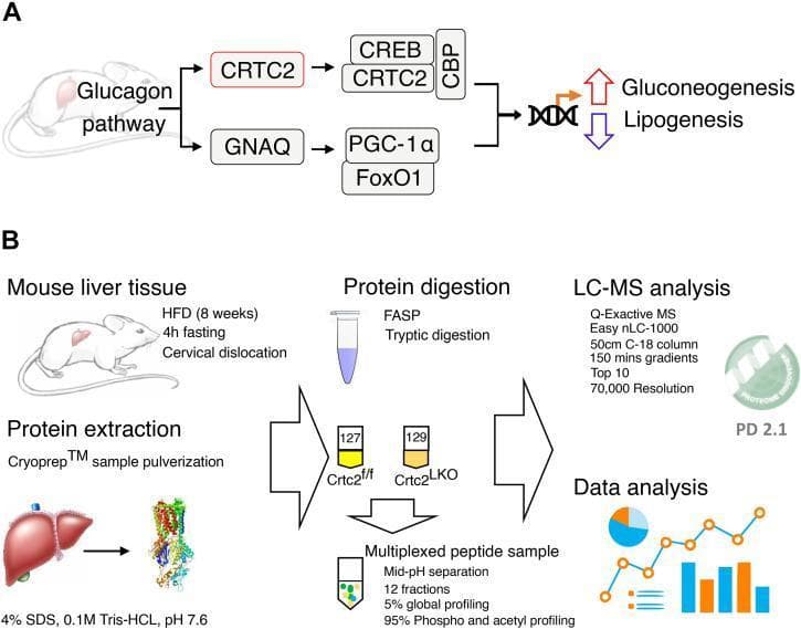 This educational graphic is divided into two sections outlining the pathophysiology of the glucagon pathway (A) and a proteomics experimental workflow (B).
Section A: A pathophysiology diagram illustrating the glucagon signaling pathway in liver tissue. Upon activation, the pathway bifurcates into two regulatory routes: one involving CRTC2 forming a complex with CREB and CBP, and a second route involving GNAQ and the FoxO1/PGC-1α complex. Both converge on transcriptional regulation, leading to upregulated gluconeogenesis and downregulated lipogenesis.
Section B: An infographic outlining a quantitative proteomics workflow. The process begins with mouse liver tissue (following high-fat diet and fasting protocols), moving to protein extraction via sample pulverization and SDS/Tris-HCl buffer. This is followed by tryptic digestion (FASP method) and multiplexing of peptides from control (Crtc2f/f) and liver-specific knockout (Crtc2LKO) samples. The workflow concludes with mid-pH separation, LC-MS analysis using a Q-Exactive mass spectrometer, and bioinformatic data analysis using Proteome Discoverer (PD 2.1) to quantify protein, phospho-, and acetyl-profiles.