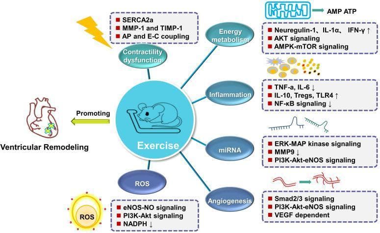 This pathophysiology diagram summarizes the molecular mechanisms by which exercise training mitigates ventricular remodeling and restores cardiac function post-myocardial infarction. The central figure depicts a laboratory mouse on a treadmill, symbolizing exercise intervention. Radiating from this center are six key physiological domains: Contractility dysfunction, Energy metabolism, Inflammation, miRNA expression, Angiogenesis, and ROS (oxidative stress). For each domain, specific signaling pathways and biomarkers are detailed. Key pathways include AKT, AMPK-mTOR, and PI3K-Akt-eNOS signaling. Notable inflammatory changes shown include decreased TNF-̑a, IL-6, and NF-̑̑kB signaling, alongside increased IL-10 and Tregs. The angiogenesis section highlights Smad2/3 and VEGF-dependent pathways. The diagram illustrates how these multi-faceted interventions collectively inhibit reactive oxygen species (ROS) and cellular dysfunction to counteract adverse ventricular remodeling, represented by a heart illustration. This graphic serves as a summary of cardioprotective exercise physiology at the cellular and molecular levels.