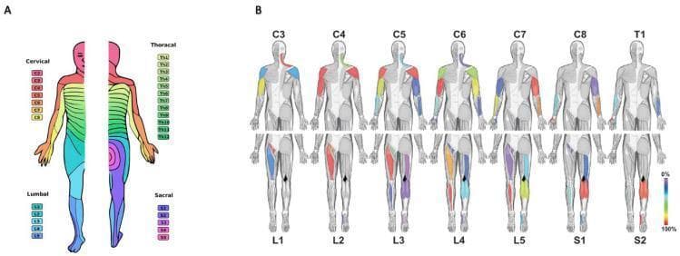 This medical illustration displays the sensory and motor innervation patterns of the human spinal nerves. Panel A is a dermatome map showing the horizontal and longitudinal sensory distribution of 31 pairs of spinal nerves (Cervical C2-C8, Thoracic Th1-Th12, Lumbar L1-L5, and Sacral S1-S5) across both anterior and posterior views of the human body. Panel B illustrates myotomal distributions through 14 distinct anatomical figures. The top row tracks cervical and first thoracic (C3-T1) root contributions to upper limb musculature, while the bottom row tracks lumbosacral (L1-S2) root contributions to the lower limbs. Specific muscle groups are highlighted with a color-coded heat map (0-100%) to represent response rates during intraoperative nerve root stimulation. This educational graphic serves as a clinical reference for mapping peripheral neurological deficits to their corresponding spinal levels, useful in neurology, physiatry, and neurosurgery for diagnosing nerve root entrapment or spinal cord injuries.