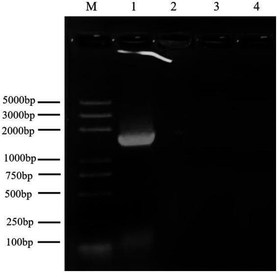 Diagnostic diagnostic image showing an agarose gel electrophoresis result for the analysis of bacterial 16S rDNA. The image features a dark background with fluorescent horizontal bands organized in vertical lanes. Lane M contains a DNA molecular weight ladder with labeled reference bands at 100, 250, 500, 750, 1000, 2000, 3000, and 5000 base pairs (bp). Lane 1 displays a single, thick, and highly intense fluorescent band representing the amplified UTF-33 16S rDNA product. The vertical position of this band in Lane 1 corresponds to a molecular weight between the 1000 bp and 2000 bp markers, specifically approximately 1440 bp. Lanes 2, 3, and 4 show no visible bands, suggesting they are either negative controls or lanes without successful amplification. The brightness of the bands indicates DNA concentration, and the vertical distribution reflects fragment size separation through the gel matrix. This visual is used to confirm successful genomic extraction and target gene amplification in microbiology and clinical diagnostics.