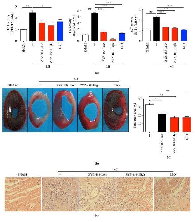 Educational panel illustrating the cardioprotective effects of ZYZ-488 in a murine model of acute myocardial infarction (MI). Section (a) contains three bar graphs showing serum levels of cardiac biomarkers LDH, CK, and AST, which significantly increase post-MI and decrease with ZYZ-488 treatment. Section (b) displays cross-sections of murine hearts stained with triphenyltetrazolium chloride (TTC); viable tissue appears dark red, while infarcted tissue is pale/white. The MI group shows a large infarct, which is reduced in the ZYZ-488 (Low/High) and LEO (positive control) groups. An accompanying bar graph quantifies the infarct area percentage. Section (c) shows H&E-stained histological microphotographs (200x) of the myocardial border zone. The SHAM group exhibits organized myofibers, while the MI group shows significant tissue disruption and inflammatory infiltration. Treatment groups (ZYZ-488 and LEO) show preserved cardiomyocyte arrangement and reduced inflammatory cell presence, indicating therapeutic attenuation of ischemic injury and preservation of myocardial structural integrity.