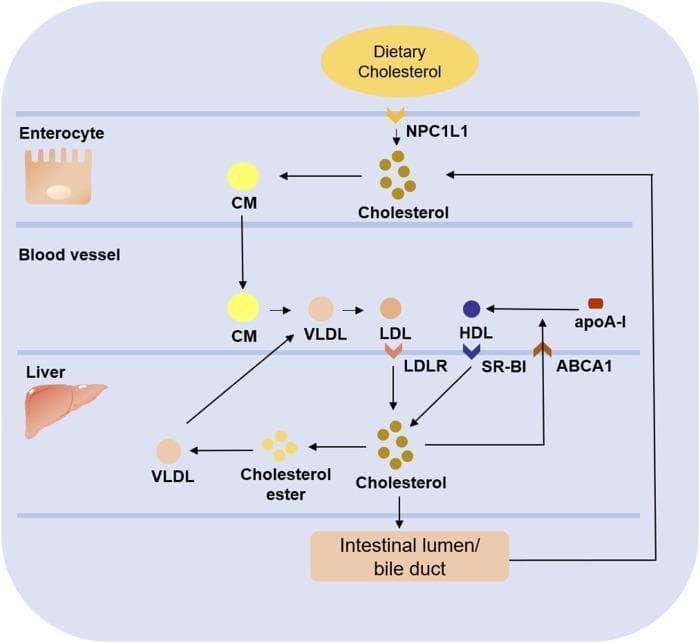 A pathophysiology diagram illustrating the pathways of cholesterol metabolism across four compartments: Enterocyte, Blood Vessel, Liver, and Intestinal Lumen/Bile Duct. Dietary cholesterol enters the enterocyte via the NPC1L1 transporter and is packaged into chylomicrons (CM). CMs enter the blood vessel and undergo conversion into very low-density lipoprotein (VLDL) and then low-density lipoprotein (LDL). LDL is taken up by the liver via the LDL receptor (LDLR). Within the liver, cholesterol can be converted into cholesterol esters to form nascent VLDL for secretion back into the blood vessel, or it can be excreted into the intestinal lumen/bile duct for potential reabsorption via NPC1L1. The diagram also shows reverse cholesterol transport: free liver cholesterol is transferred to the blood via ABCA1, where it combines with apoA-I to form high-density lipoprotein (HDL). HDL then returns cholesterol to the liver through the SR-BI receptor. This diagram highlights key lipoproteins (CM, VLDL, LDL, HDL) and regulatory proteins (NPC1L1, LDLR, ABCA1, SR-BI) involved in systemic lipid homeostasis.
