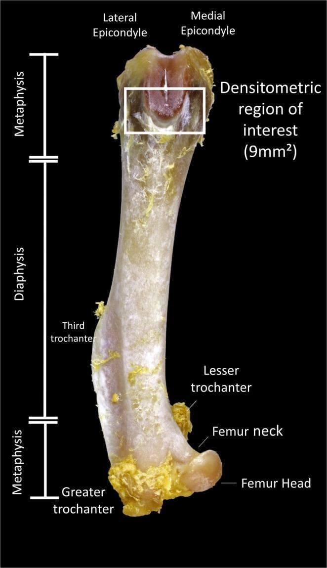 This clinical photograph displays a labeled anterior view of a femur bone, highlighting anatomical landmarks and research parameters for densitometric analysis. The image is divided into three main longitudinal segments: the proximal metaphysis, the central diaphysis (shaft), and the distal metaphysis. Key anatomical landmarks identified with text labels include the femur head, femur neck, greater trochanter, lesser trochanter, and third trochanter at the proximal end, as well as the lateral and medial epicondyles at the distal end. A white rectangular box outlines the 'Densitometric region of interest (9mm²)' located within the distal metaphysis, specifically positioned between the epicondyles on the femoral condyles. The bone surface shows visible remnants of fibrous connective tissue. This anatomical diagram serves as a reference for standardize bone mineral density measurements in experimental osteopenia studies, illustrating the precise location where densitometry data is collected to evaluate bone quality and the effects of pharmaceutical interventions like doxycycline.