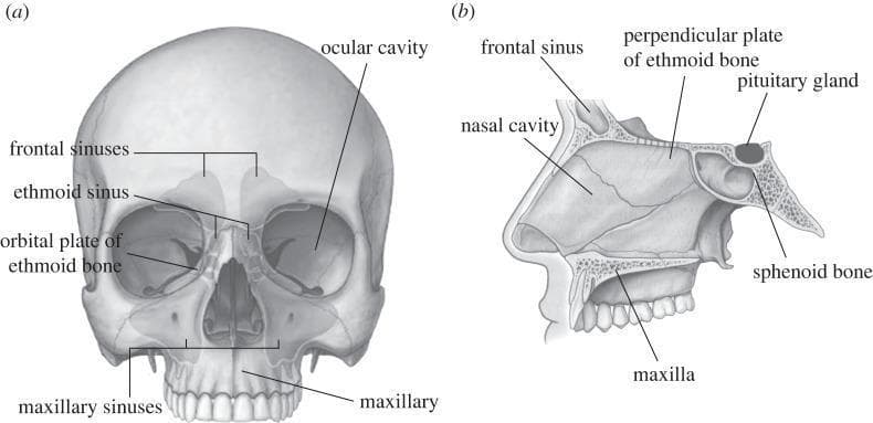 This medical anatomical diagram displays the human skull in two views, focusing on the paranasal sinuses and internal cranial structures. View (a) is an anterior (frontal) perspective of the skull with semi-transparent overlays illustrating the paranasal sinuses. Labeled structures include the frontal sinuses located superior to the orbits, the ethmoid sinus situated medially between the eyes, the orbital plate of the ethmoid bone forming the medial orbital wall, the ocular cavity (orbit), and the large maxillary sinuses within the maxilla. View (b) provides a mid-sagittal section of the facial and mid-cranial region. It highlights the spatial relationship between the nasal cavity and surrounding structures, including the frontal sinus, the perpendicular plate of the ethmoid bone (part of the nasal septum), and the maxilla. Posteriorly, it shows the sphenoid bone containing the sella turcica, where the pituitary gland is seated. This illustration is designed for medical education regarding craniofacial anatomy, specifically for procedures such as Functional Endoscopic Sinus Surgery (FESS) and maxillofacial osteotomies.