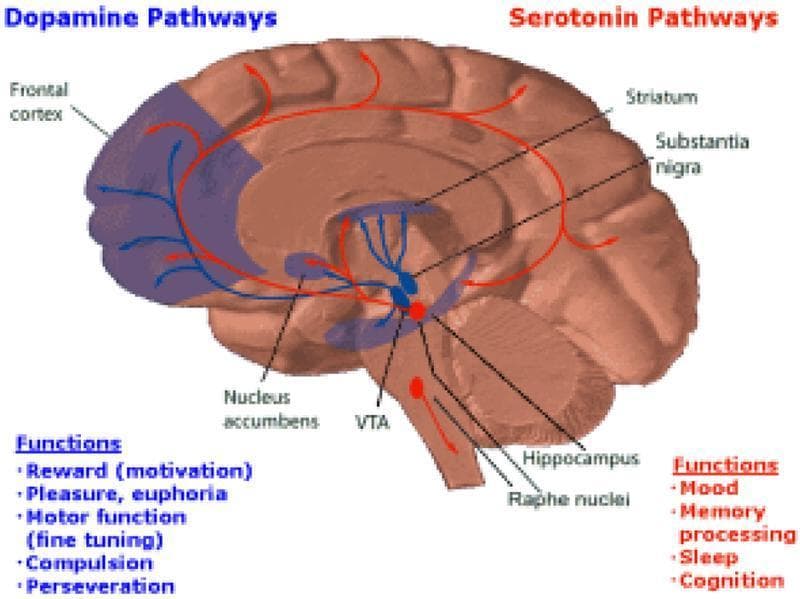 This anatomical diagram presents a sagittal view of the human brain, illustrating the major neurotransmitter pathways associated with the Brain Reward Cascade (BRC). The illustration distinguishes between the Dopamine and Serotonin systems using color-coded projections. The Dopamine pathways, highlighted in blue, originate in the Ventral Tegmental Area (VTA) and project to the Nucleus Accumbens and the Frontal Cortex. Labeled functions for this system include reward (motivation), pleasure, motor function, compulsion, and perseveration. The Serotonin pathways, highlighted in red, originate from the Raphe Nuclei and demonstrate a more diffuse distribution pattern, passing through the hippocampus, substantia nigra, and striatum before reaching the frontal cortex. Functional correlates for serotonin listed include mood, memory processing, sleep, and cognition. This educational graphic is designed to demonstrate the neuroanatomical circuitry underlying motivation and behavior, specifically highlighting the mesocorticolimbic system's role in reward and its interplay with wider serotonergic projections.