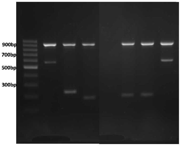 This diagnostic image shows an agarose gel electrophoresis result from a multiplex Amplification Refractory Mutation System (ARMS)-PCR genotype analysis of the alpha-globin gene cluster, used for detecting alpha-thalassemia mutations. The layout consists of eight lanes. Lane 1 contains a DNA ladder with marked reference points at 300bp, 500bp, 700bp, and 900bp. Lanes 2–4 serve as positive controls for specific mutations: Cd 59 (G > A), Cd 125 (T > C), and Hb CS (term Cd TAA > CAA). Lane 5 is a non-template control (NTC), appearing empty. Lanes 6–8 contain patient samples showing Hb CS and Cd 59 genotypes. A consistent internal control band at approximately 930 bp is visible across all sample lanes (2–4 and 6–8), representing a segment of the 3′ UTR of the LIS1 gene. Secondary bands of varying molecular weights indicate the presence of specific alpha-globin gene mutations. The visual demonstrates molecular diagnostic techniques used in clinical genetics to characterize thalassemic haplotypes.