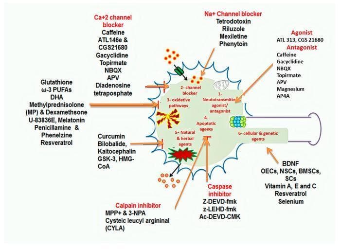 This medical pathophysiology diagram illustrates pharmacological and non-pharmacological neuroprotective approaches following spinal cord injury (SCI). The central figure depicts a stylized neuron with six primary numbered neuroprotective pathways: (1) Neurotransmitter agonist/antagonist, (2) Channel blockers (including Ca2+ and Na+ channels), (3) Anti-oxidative pathways, (4) Apoptotic agents (focusing on caspase and calpain inhibition), (5) Natural and herbal agents, and (6) Cellular and genetic agents. Surrounding the cell, specific therapeutic agents are categorized by their mechanism of action. Key pharmacological interventions include Na+ channel blockers (Tetrodotoxin, Riluzole), Ca2+ channel blockers (Caffeine, APV), and anti-apoptotic agents (Z-DEVD-fmk, Ac-DEVD-CMK). Non-pharmacological and natural approaches highlighted include antioxidants (Glutathione, Vitamin E, Resveratrol), herbal compounds (Curcumin, Bilobalide), and advanced cellular therapies such as BDNF, NSCs, and BMSCs. The diagram serves as an educational summary of multi-target strategies designed to mitigate secondary injury cascades like excitotoxicity, oxidative stress, and programmed cell death in neurology and neurosurgery contexts.