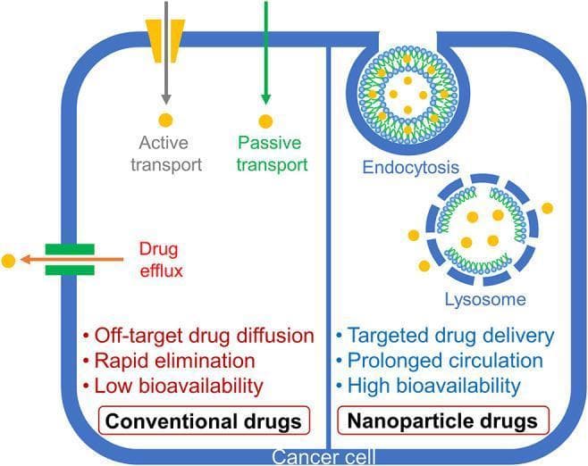 A comparative medical schematic illustrating the cellular uptake and pharmacokinetics of conventional versus nanoparticle-based drug delivery within a cancer cell. The diagram is divided into two sections. The left side depicts 'Conventional drugs' utilizing active transport and passive transport for cellular entry, while also highlighting mechanisms of drug efflux. This delivery method is associated with clinical challenges such as off-target drug diffusion, rapid elimination, and low bioavailability. The right side depicts 'Nanoparticle drugs' entering the cell via endocytosis. The illustration shows a nanoparticle encapsulated within a lysosome, facilitating intracellular release. This method is characterized by therapeutic advantages including targeted drug delivery, prolonged systemic circulation, and high bioavailability. The diagram serves as an educational tool in pharmacology and oncology to demonstrate how nanotechnology can overcome biological barriers and improve drug efficacy while minimizing systemic toxicity.