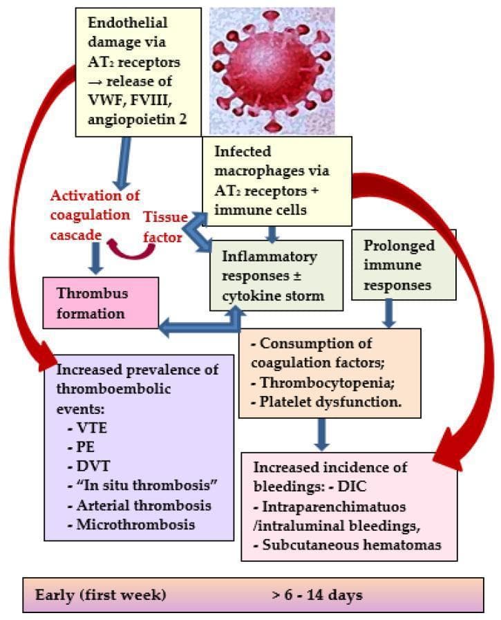 A pathophysiology diagram illustrating the dual pathways leading to thromboembolic and bleeding complications in COVID-19. The schematic begins with a SARS-CoV-2 virion triggering endothelial damage and macrophage infection via angiotensin-II (AT2) receptors. In the 'Early (first week)' phase, endothelial damage leads to the release of von Willebrand factor (VWF), factor VIII (FVIII), and angiopoietin-2, which activate the coagulation cascade and tissue factor, resulting in thrombus formation. This pathway culminates in an increased prevalence of thromboembolic events, including venous thromboembolism (VTE), pulmonary embolism (PE), deep vein thrombosis (DVT), in situ thrombosis, arterial thrombosis, and microthrombosis. Simultaneously, infected macrophages and immune cells trigger an inflammatory response (cytokine storm). In the later phase (>6-14 days), prolonged immune and inflammatory responses lead to the consumption of coagulation factors, thrombocytopenia, and platelet dysfunction. This secondary pathway results in an increased incidence of bleedings, such as disseminated intravascular coagulopathy (DIC), intraparenchymatous/intraluminal bleedings, and subcutaneous hematomas.