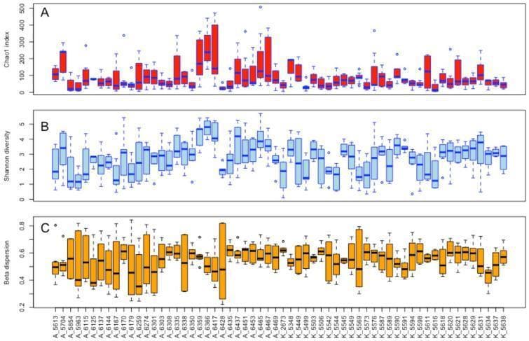 This image consists of three stacked boxplots (A, B, and C) illustrating the ecological diversity of the bovine udder microbiota across individual subjects. The x-axis identifies individual cows, categorized by farm origin (Prefix A or K). Panel A displays the Chao1 index, an estimator of species richness, showing significant variation between individuals with values ranging from near 0 to over 400. Panel B presents the Shannon diversity index, measuring both richness and evenness, with most values concentrated between 1 and 5. Panel C shows the multivariate homogeneity of group dispersions (beta dispersion) based on the Bray–Curtis dissimilarity matrix, reflecting the stability and variation of the microbial community within each cow's quarters. Values here are primarily between 0.4 and 0.8. Collectively, these plots demonstrate the inter-individual variability in microbial composition in the context of veterinary clinical research and mastitis studies, highlighting how richness and diversity are distributed at the individual host level.