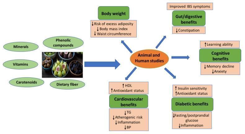 An educational infographic and flowchart summarizing the nutritional components and systemic health benefits of figs (Ficus carica) derived from animal and human studies. The left section identifies the primary bioactive phytochemicals and nutrients including minerals, vitamins, carotenoids, phenolic compounds, and dietary fiber. A central node representing 'Animal and Human studies' connects these components to five major clinical benefit categories. 1. Body weight: Reduced risk of adiposity, BMI, and waist circumference. 2. Gut/Digestive health: Improved IBS symptoms and decreased constipation. 3. Cognitive function: Increased learning ability and reduced memory decline/anxiety. 4. Cardiovascular health: Increased HDL and antioxidant status, with decreased triglycerides (TG), atherogenic risk, inflammation, and blood pressure (BP). 5. Diabetic management: Increased insulin sensitivity and antioxidant status, alongside decreased fasting/postprandial glucose and inflammation. The diagram uses color-coded nodes and directional arrows (up/down) to indicate physiological changes, serving as a comprehensive summary of fig-derived nutrition in preventive medicine and metabolic health.