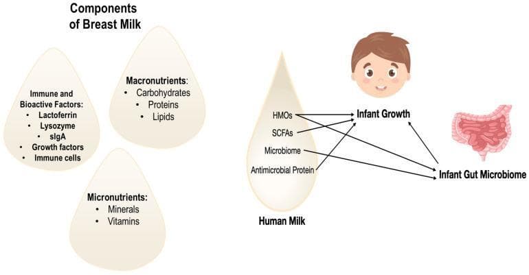 An educational infographic and signaling diagram illustrating the components of human breast milk and their physiological impact on neonatal development. The left side categorizes 'Components of Breast Milk' into three milk-droplet-shaped panels: 'Immune and Bioactive Factors' (including Lactoferrin, Lysozyme, sIgA, growth factors, and immune cells), 'Macronutrients' (Carbohydrates, Proteins, Lipids), and 'Micronutrients' (Minerals, Vitamins). The right side features a flow diagram detailing how specific human milk constituents influence clinical outcomes. Human Milk Oligosaccharides (HMOs), Short-Chain Fatty Acids (SCFAs), and Antimicrobial Proteins are shown to directly impact both 'Infant Growth' and the 'Infant Gut Microbiome.' The 'Microbiome' component within the milk is depicted as specifically influencing the infant's gut microbiome. The diagram highlights the bidirectional relationship between the developing gut microbiome and general infant growth, emphasizing the role of maternal milk in shaping metabolic and immunological health during early development.