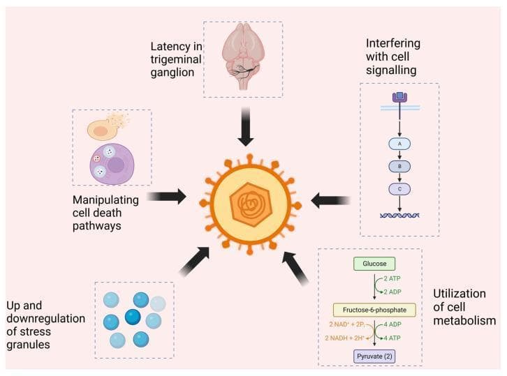 A pathophysiology diagram illustrating the survival and replication strategies of Herpes Simplex Virus 2 (HSV-2). At the center is a simplified illustration of an enveloped virus with surface glycoproteins. Five distinct panels surround the virus, connected by inward-pointing arrows, representing various mechanisms of host-pathogen interaction. 1) Top: An anatomical illustration of the human brain and trigeminal nerve, labeled 'Latency in trigeminal ganglion.' 2) Top Right: A signaling pathway diagram showing a surface receptor leading to a downstream cascade (molecules A, B, and C) terminating at a DNA strand, labeled 'Interfering with cell signalling.' 3) Bottom Right: A metabolic pathway schematic showing the conversion of Glucose to Fructose-6-phosphate and finally to Pyruvate, labeled 'Utilization of cell metabolism.' 4) Bottom Left: A collection of blue spheres representing protein aggregates, labeled 'Up and downregulation of stress granules.' 5) Middle Left: A cellular diagram depicting cytoplasmic changes, labeled 'Manipulating cell death pathways.' The diagram summarizes how HSV-2 influences host cell physiology, metabolism, and immune signaling to facilitate lifelong infection and periodic reactivation.