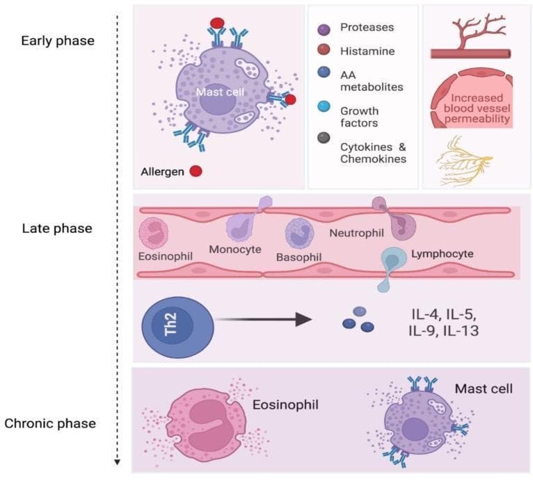 A pathophysiology diagram illustrating the three stages of allergic rhinitis: Early phase, Late phase, and Chronic phase. The 'Early phase' section depicts a mast cell activated by allergens binding to IgE on its surface receptors, triggering the release of inflammatory mediators including proteases, histamine, arachidonic acid (AA) metabolites, growth factors, and cytokines/chemokines. Associated vascular changes such as increased blood vessel permeability and nerve stimulation are shown. The 'Late phase' section demonstrates leukocyte recruitment and extravasation through a blood vessel wall, featuring an eosinophil, monocyte, basophil, neutrophil, and a migrating lymphocyte. It also shows a Th2 cell secreting interleukins IL-4, IL-5, IL-9, and IL-13. The 'Chronic phase' section illustrates the persistent presence and coexistence of degranulating eosinophils and mast cells in the inflamed tissue. This diagram provides a clinical overview of the immunological cascade and cellular interactions involved in allergic airway inflammation and tissue remodeling.