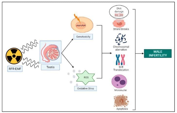 This pathophysiology diagram illustrates the proposed mechanisms of male infertility induced by Radio Frequency Electromagnetic Field (RFR-EMF) exposure. The process begins with RFR-EMF radiation affecting the testis, which triggers two primary pathological pathways: Genotoxicity (represented by cellular nuclear damage) and Reactive Oxygen Species (ROS)/Oxidative Stress (represented by a star-shaped icon). These two intermediate states converge to cause a spectrum of genetic and cellular alterations, specifically: DNA damage (helix fragmentation), Strand Breaks, Chromosomal Aberrations, Sister Chromatid Exchange (SCE) Translocation, the formation of Micronuclei, and cellular Apoptosis. The flow concludes with a final box indicating that the cumulative effect of these genotoxic and oxidative stressors leads to 'Male Infertility.' This diagram serves as an educational summary of how non-ionizing radiation potentially disrupts male reproductive health through genomic instability and oxidative damage.