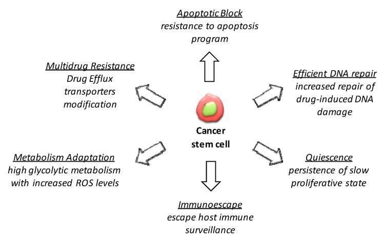 This pathophysiology diagram illustrates the multi-mechanistic model of drug resistance in Cancer Stem Cells (CSCs). The central element is a representative cancer stem cell, depicted as a red cell with a green nucleus. Six primary physiological characteristics contributing to chemotherapy and targeted therapy resistance are arranged radially around the cell, connected by outward-pointing arrows. These mechanisms include: 1) Apoptotic Block (resistance to the programmed cell death pathway), 2) Efficient DNA repair (enhanced correction of drug-induced genomic damage), 3) Quiescence (maintenance of a slow-proliferative or dormant state), 4) Immunoescape (evasion of host immune surveillance), 5) Metabolism Adaptation (shift toward high glycolytic metabolism and altered ROS levels), and 6) Multidrug Resistance (upregulation or modification of drug efflux transporters). The diagram serves as an educational summary of how the intrinsic properties of CSCs drive tumor heterogeneity, survival, and clinical relapse in oncology.