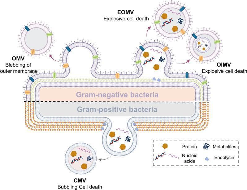 A medical microbiology diagram illustrating the biogenesis and classification of bacterial extracellular vesicles (BEVs) from Gram-negative and Gram-positive bacteria. The top half depicts a Gram-negative bacterium with its triple-layered cell envelope (outer membrane, periplasmic space, and cytoplasmic membrane). Three vesicle formation mechanisms are shown: blebbing of the outer membrane creating Outer Membrane Vesicles (OMV), and explosive cell death leading to Explosive Outer Membrane Vesicles (EOMV) and Outer-Inner Membrane Vesicles (OIMV). The bottom half represents a Gram-positive bacterium characterized by a thick peptidoglycan cell wall and a single cytoplasmic membrane. This section illustrates 'bubbling cell death' resulting in Cytoplasmic Membrane Vesicles (CMV). A legend identifies the internal cargo within these vesicles, including proteins (brown shapes), nucleic acids (wavy lines), metabolites (blue branched icons), and endolysin (light blue shapes). This pathophysiology diagram highlights the structural differences in bacterial envelopes and the various pathways—blebbing, explosive death, and bubbling—that contribute to BEV diversity and composition.