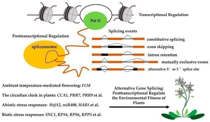 This pathophysiology diagram illustrates the process of gene expression regulation, focusing on co-transcriptional and post-transcriptional mechanisms common in eukaryotic molecular biology. The top section depicts transcriptional regulation, showing DNA wound around histones and RNA Polymerase II (Pol II) synthesizing a pre-mRNA strand. Below this, the post-transcriptional regulation stage is highlighted, where the spliceosome (a large ribonucleoprotein complex) processes the pre-mRNA strand. The diagram catalogs five distinct alternative splicing events: constitutive splicing, exon skipping, intron retention, mutually exclusive exons, and alternative 5' or 3' splice sites. Each event is visually represented by differences in exon (orange block) and intron (black block/line) arrangements, demonstrating how a single gene can produce multiple mRNA isoforms. The educational focus connects these molecular processes to biological adaptations, such as environmental fitness, circadian clock regulation (e.g., CCA1, PRR7), and stress responses (e.g., HsfA2, SNC1). The clinical relevance lies in understanding fundamental genetic regulation mechanisms that govern cellular responses to external stimuli.