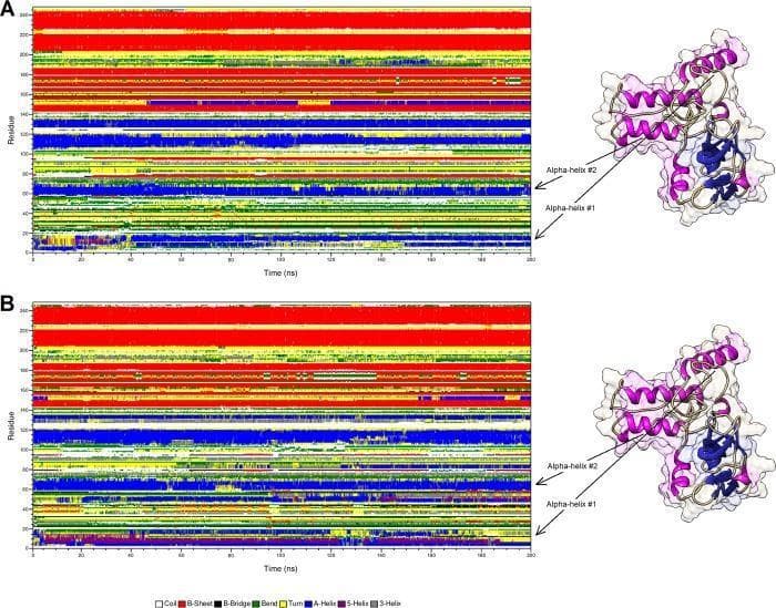 This bioinformatics infographic displays a secondary structure comparison between wild-type Brain-Derived Neurotrophic Factor (BDNF) (A) and its V66M variant (B) using Molecular Dynamics (MD) simulations. The central components are two time-evolution heatmaps (residue number vs. time in nanoseconds, 0-200 ns) showing the stability and transitions of protein motifs. A standardized color key identifies structural elements: white for coils, red for beta-sheets, black for beta-bridges, green for bends, yellow for turns, blue for alpha-helices, purple for 5-helices, and gray for 3-helices. To the right of each heatmap, a 3D ribbon-and-surface protein model highlights specific alpha-helices (Alpha-helix #1 and #2) for spatial orientation. Comparison reveals temporal shifts in secondary structure stability, particularly in the N-terminus and pre-domain regions of the V66M variant. The red beta-sheet regions show increased density in the V66M variant compared to the wild-type, while alpha-helical regions exhibit altered temporal patterns. This visualization illustrates how single-point mutations like V66M can impact protein folding and essential molecular motions related to neurodevelopmental pathways.