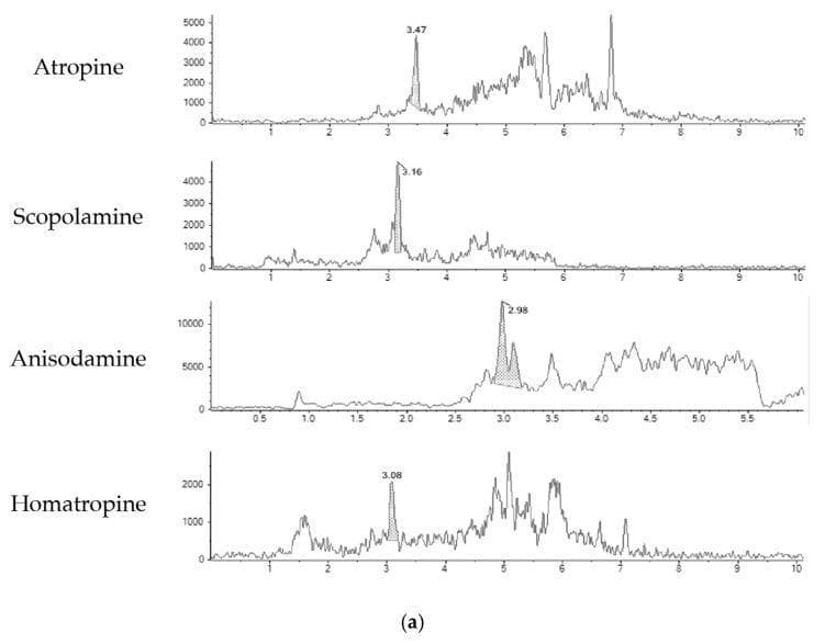 This diagnostic image displays four liquid chromatography-mass spectrometry (LC-MS) chromatograms for common tropane alkaloids: Atropine, Scopolamine, Anisodamine, and Homatropine. The content illustrates pharmacological analysis within toxicology and food safety domains. Each panel plots signal intensity (y-axis) against retention time (x-axis, in minutes) for a blank green tea sample spiked at the limit of quantification (LOQ). Key visual features include: 1) Atropine: A distinct peak at 3.47 minutes with subsequent complex matrix interference signals between 4-7 minutes. 2) Scopolamine: A primary peak at 3.16 minutes. 3) Anisodamine: Shows the highest relative signal intensity with a major peak at 2.98 minutes. 4) Homatropine: Displays a lower intensity main peak at 3.08 minutes relative to the other alkaloids. The chromatograms demonstrate the identification and quantification of these toxins, which are of clinical significance due to their potential for human poisoning from contaminated herbal infusions. The differing retention times and intensities illustrate the method's sensitivity and specificity for various tropane alkaloid species.