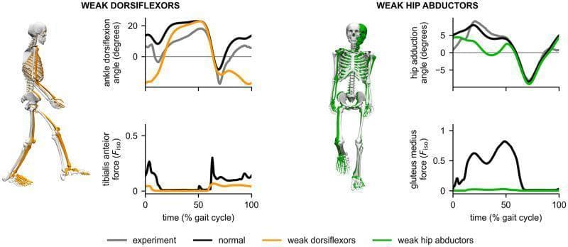 This musculoskeletal biomechanics infographic displays the results of simulated gait adaptations due to muscle weakness, comparing 'normal' tracking (white skeletons) with pathological states. The left panel illustrates 'Weak Dorsiflexors' (orange), demonstrating a drop-foot gait. The skeletal model shows increased ankle plantarflexion during the swing phase, corroborated by the top line graph showing a significant decrease in ankle dorsiflexion angle (degrees) and a bottom graph showing reduced tibialis anterior force throughout the gait cycle. The right panel depicts 'Weak Hip Abductors' (green), characteristic of Trendelenburg gait. The skeletal model exhibits a marked lateral trunk sway toward the stance leg. The accompanying graphs show a reduced hip adduction angle and nearly zero gluteus medius force across the gait cycle compared to normal tracking. Data is plotted against time (% gait cycle), with 'experiment' (gray), 'normal' (black), and pathological conditions (orange/green) highlighted to emphasize the relationship between specific muscle insufficiency and compensatory movement patterns.