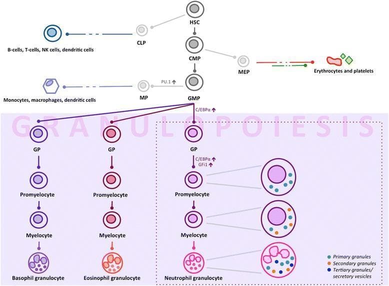 This hematology flowchart illustrates the process of granulopoiesis and myeloid differentiation from hematopoietic stem cells (HSC). The diagram follows the hierarchy from HSC to common myeloid progenitors (CMP) and granulocyte/monocyte progenitors (GMP). It highlights the branching pathways leading to erythroid/megakaryocyte lineages (MEP) and lymphoid lineages (CLP). Within the granulopoiesis section, the diagram details the maturation of three granulocyte types: Basophil, Eosinophil, and Neutrophil. For neutrophils, it depicts the morphological transition from granulocyte progenitor (GP) through the promyelocyte and myelocyte stages to the terminal neutrophil granulocyte, characterized by a polylobulated nucleus. Key transcription factors regulating these fate decisions are annotated, including PU.1 for monocyte/macrophage differentiation, and C/EBPα and GFi1 for granulocytic commitment. A specialized inset shows the sequential appearance of cytoplasmic granules: primary granules at the promyelocyte stage, secondary granules at the myelocyte stage, and tertiary granules/secretory vesicles in the mature neutrophil. This educational schematic is intended for clinical immunology and hematology students to understand cellular maturation and terminal differentiation markers.