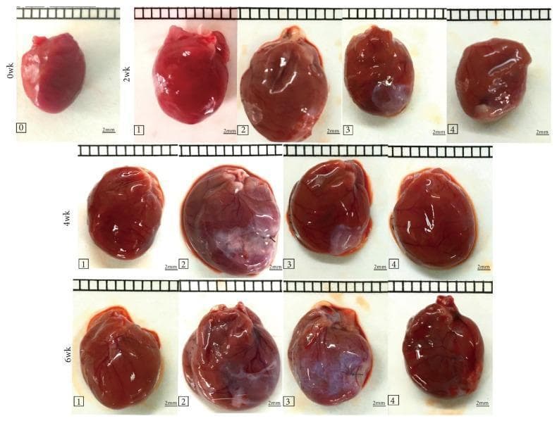 This clinical photograph displays a grid of gross heart specimens from a rat model study on myocardial infarction (MI) and pharmacological interventions. The image is organized by rows representing time points (0, 2, 4, and 6 weeks) and columns representing experimental groups: (0) Control, (1) Sham, (2) MI untreated, (3) MI + XJEK, and (4) MI + Fosinopril. The specimens are shown against a white background with a 2mm scale bar. In the untreated MI group (2) at 4 and 6 weeks, there is evident cardiac hypertrophy (increased heart size) and significant pallor. Areas of myocardial infarction are visually represented by white/blue-gray patches on the ventricular surface, indicating fibrotic scar tissue or ischemic damage, whereas healthy myocardium appears reddish-brown. Groups 3 (XJEK) and 4 (Fosinopril) demonstrate a comparative reduction in cardiac enlargement and a decrease in the visible surface area of infarction at 4 and 6 weeks post-MI. The series illustrates the progression of pathological remodeling and the potential cardioprotective effects of the tested treatments on gross anatomical morphology.