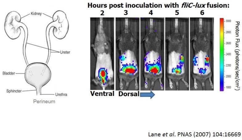 Educational panel illustrating the progression of an ascending urinary tract infection (UTI) using bioluminescence imaging in a murine model. The left panel contains an anatomical diagram of the human urinary tract, labeling the kidneys, ureters, bladder, sphincter, urethra, and perineum. The right panel displays a time-course series of whole-animal bioluminescence imaging at 2, 3, 4, 5, and 6 hours post-inoculation with uropathogenic E. coli (UPEC) strain CFT073 containing a fliC-lux fusion. At 2 hours (ventral view), the light signal (photon flux) is concentrated in the bladder region. From 3 to 4 hours (dorsal view), the signal intensifies, indicating robust flagellin gene expression. By 5 and 6 hours, the signal migrates superiorly, demonstrating the ascent of bacteria through the ureters to the bilateral kidneys. A color-coded scale indicates photon flux intensity, ranging from 1800 (purple/blue) to 3000 (red) photons/sec/cm². The image illustrates bacterial virulence, gene expression during infection, and the transition from cystitis to pyelonephritis.