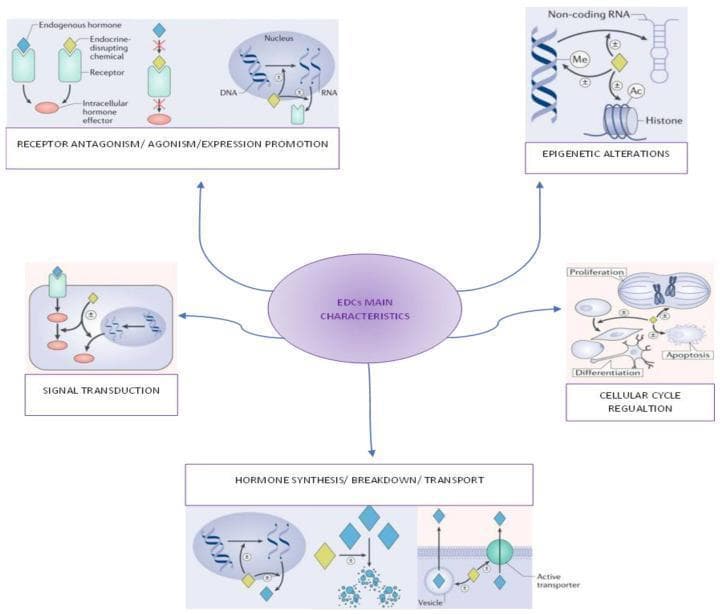 This pathophysiology diagram summarizes the main characteristics and mechanisms of Endocrine-Disrupting Chemicals (EDCs). The central oval, titled 'EDCs MAIN CHARACTERISTICS', connects to five thematic modules illustrating how EDCs interfere with biological processes. 1) 'RECEPTOR ANTAGONISM/AGONISM/EXPRESSION PROMOTION' depicts EDCs (yellow diamonds) competing with endogenous hormones (blue diamonds) for receptor binding and influencing nuclear transcription. 2) 'SIGNAL TRANSDUCTION' shows the disruption of intracellular signaling cascades. 3) 'EPIGENETIC ALTERATIONS' illustrates interference with DNA methylation (Me), histone acetylation (Ac), and non-coding RNA pathways. 4) 'CELLULAR CYCLE REGULATION' demonstrates EDCs influencing cell proliferation, differentiation, and apoptosis. 5) 'HORMONE SYNTHESIS/BREAKDOWN/TRANSPORT' highlights effects on hormone metabolic pathways, vesicular transport, and active transport across cell membranes. The diagram uses '+' and '-' symbols to indicate stimulatory or inhibitory effects on these processes, providing a comprehensive overview of endocrine toxicology and endocrine system signaling disruption.