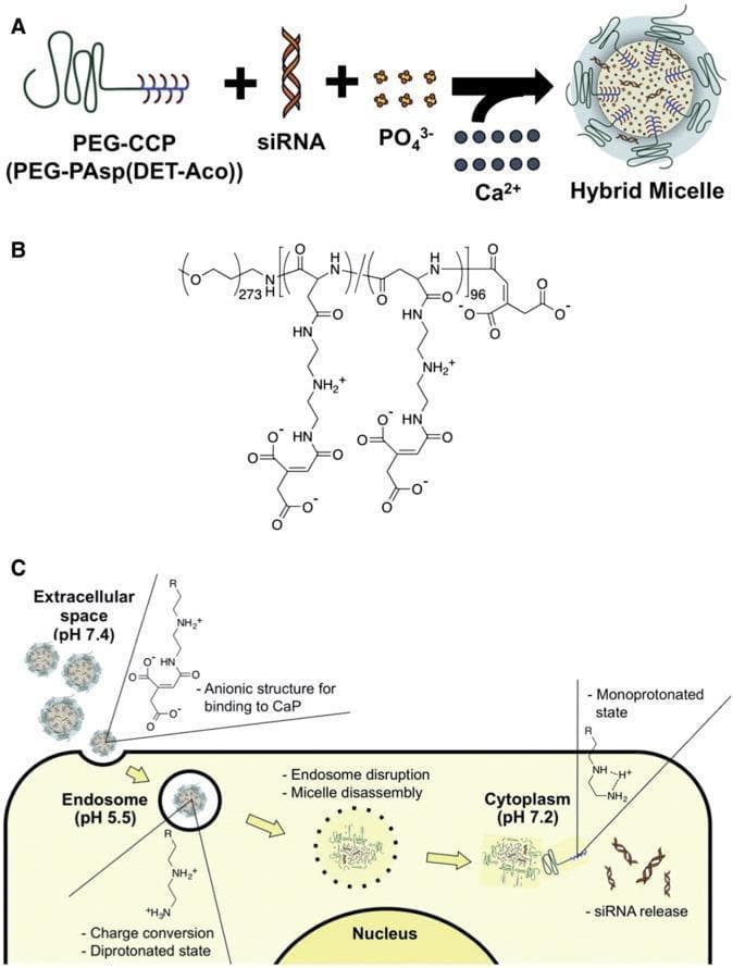 Educational diagram illustrating the synthesis and intracellular delivery mechanism of a hybrid micelle nanocarrier for siRNA. Panel A (Pathophysiology Diagram) depicts the formation of a hybrid micelle through the self-assembly of polyethylene glycol-block-charge-conversional polymer (PEG-CCP), small interfering RNA (siRNA), phosphate ions (PO4 3-), and calcium ions (Ca2+). Panel B (Chemical Structure) shows the molecular formula for PEG-PAsp(DET-Aco), highlighting the pH-responsive side chains. Panel C (Flowchart/Algorithm) illustrates the cellular uptake and trafficking mechanism: 1) Extracellular space (pH 7.4), where the complex maintains an anionic structure for calcium phosphate (CaP) binding; 2) Endocytosis into an endosome (pH 5.5), where acidic conditions trigger charge conversion to a diprotonated state, causing endosome disruption and micelle disassembly; 3) Release into the cytoplasm (pH 7.2), where the polymer shifts to a monoprotonated state, facilitating siRNA release for gene silencing. This visual serves as a pharmacological resource for drug delivery systems and nanomedicine.