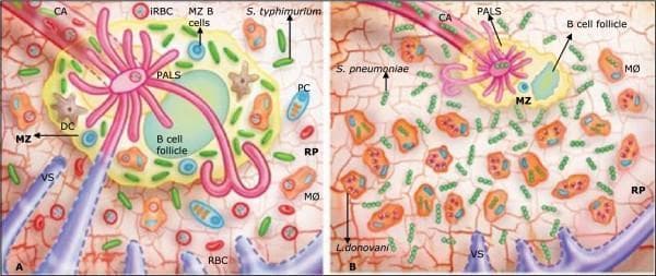 Educational pathophysiology diagram comparing splenic tissue responses during dual parasitic and bacterial co-infections in a rodent model. Panel A illustrates Plasmodium chabaudi and Salmonella typhimurium co-infection, showing preserved splenic architecture. Key features include an intact white pulp (WP) with visible periarteriolar lymphoid sheaths (PALS) and B cell follicles, a functional marginal zone (MZ) containing MZ B cells and dendritic cells (DC), and infected red blood cells (iRBC) localized in the red pulp (RP). Panel B depicts Leishmania donovani and Streptococcus pneumoniae co-infection characterized by significant atrophy of the white pulp and marginal zone. In this state, L. donovani amastigotes are seen phagocytosed within large numbers of red pulp macrophages (MØ). Due to the lack of a functional marginal zone, S. pneumoniae bacteria are redistributed to the red pulp. Anatomical landmarks labeled include the central arteriole (CA) and venous sinuses (VS). This comparison demonstrates how different parasitic infections can either preserve or disrupt the spleen's immunological compartments and its subsequent capacity to manage secondary bacterial invasions.