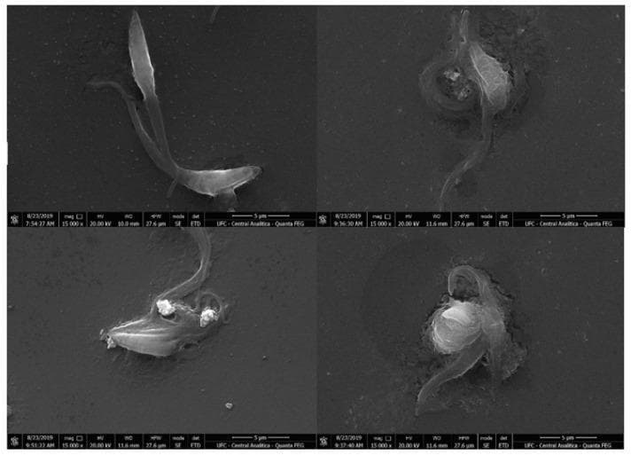 Scanning electron microscopy (SEM) images displaying the morphology of Trypanosoma cruzi epimastigotes under varying experimental conditions. The upper-left panel (A) serves as a control, showing a healthy parasite with a characteristic elongated cell body, smooth membrane integrity, and a prominent emerging flagellum. Panels B, C, and D demonstrate ultrastructural changes following treatment with an experimental compound at IC50 and 2 % IC50 concentrations. These treated parasites exhibit significant morphological distortions, including loss of typical spindle shape, membrane degradation with visible surface irregularities, and apparent leakage of cytoplasmic content. The images highlight the dose-dependent pathological effects of the treatment on the parasite's external structures, specifically the disruption of the plasma membrane. Scale bars indicate 5 μm. This diagnostic-style visual is used in parasitology and pharmacology to study the efficacy of trypanocidal agents and the mechanisms of cell death, such as necrosis, in Chagas disease research.