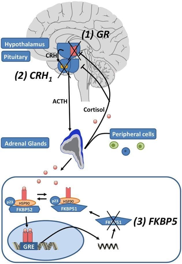 A multi-level pathophysiology diagram illustrating the hypothalamic-pituitary-adrenal (HPA) axis and the intracellular glucocorticoid receptor (GR) signaling pathway. The upper section shows the systemic feedback loop: the hypothalamus releases corticotropin-releasing hormone (CRH), acting on the pituitary gland’s CRH1 receptors to trigger adrenocorticotropic hormone (ACTH) secretion. ACTH stimulates the adrenal glands to release cortisol, which provides negative feedback to the brain. Pharmacological targets (1) GR, (2) CRH1, and (3) FKBP5 are marked with red 'X' symbols, indicating points of therapeutic inhibition. The lower section provides a detailed molecular view of GR regulation. It depicts the chaperone complex involving HSP90, p23, and the co-chaperones FKBP51 and FKBP52. The diagram illustrates that binding of cortisol facilitates an exchange of FKBP51 for FKBP52, allowing the ligand-bound GR to translocate into the nucleus. Within the nucleus, the GR binds to glucocorticoid response elements (GRE) on DNA to induce transcription, including the mRNA expression of FKBP5, which acts as an ultra-short negative feedback regulator of GR sensitivity.