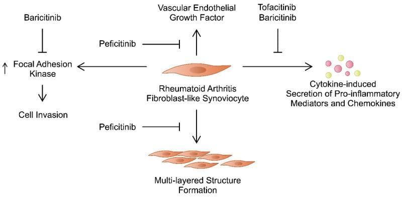 This pathophysiology diagram illustrates the signaling pathways and cellular mechanisms involving Rheumatoid Arthritis Fibroblast-like Synoviocytes (RA-FLS) and their inhibition by Janus kinase (JAK) inhibitors. The central element is an RA-FLS, which promotes several pathogenic processes: secretion of Vascular Endothelial Growth Factor (VEGF), cytokine-induced production of pro-inflammatory mediators and chemokines, and the formation of a multi-layered synovial lining structure. Additionally, the diagram shows a pathway where Focal Adhesion Kinase (FAK) activation leads to increased cell invasion. The educational focus is on the targeted therapeutic effects of specific drugs: Baricitinib is shown inhibiting FAK; Peficitinib is depicted inhibiting both VEGF production and the formation of the multi-layered structure; and both Tofacitinib and Baricitinib are shown inhibiting the secretion of pro-inflammatory mediators. Standard notation is used, with arrows representing stimulation/progression and perpendicular bars representing inhibition. This schematic is designed for medical education regarding the pharmacological management of rheumatoid arthritis at the molecular and cellular level.